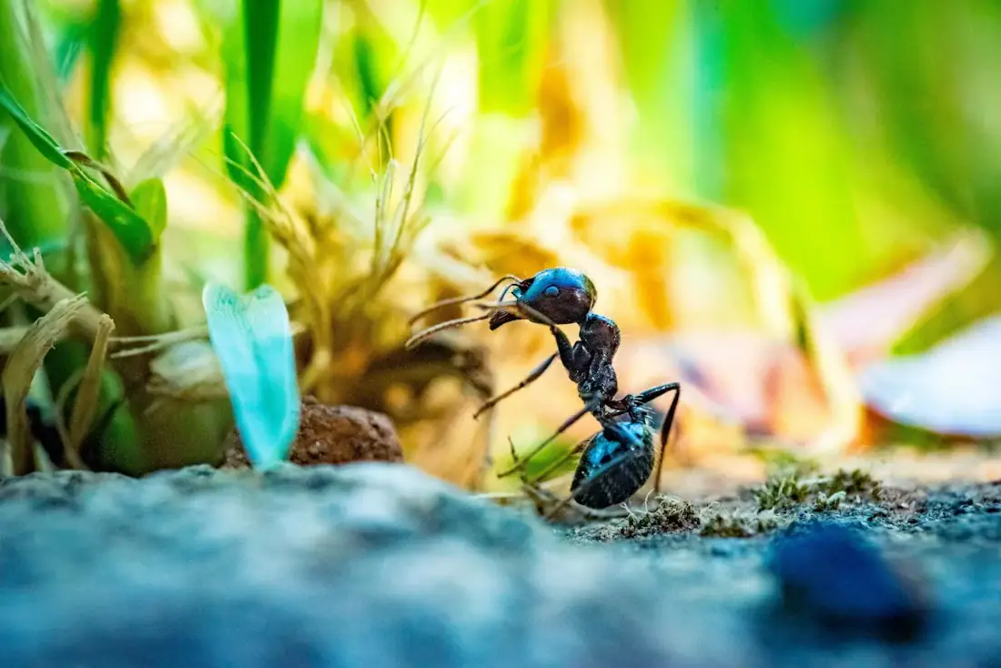 Close-up of an ant among plants