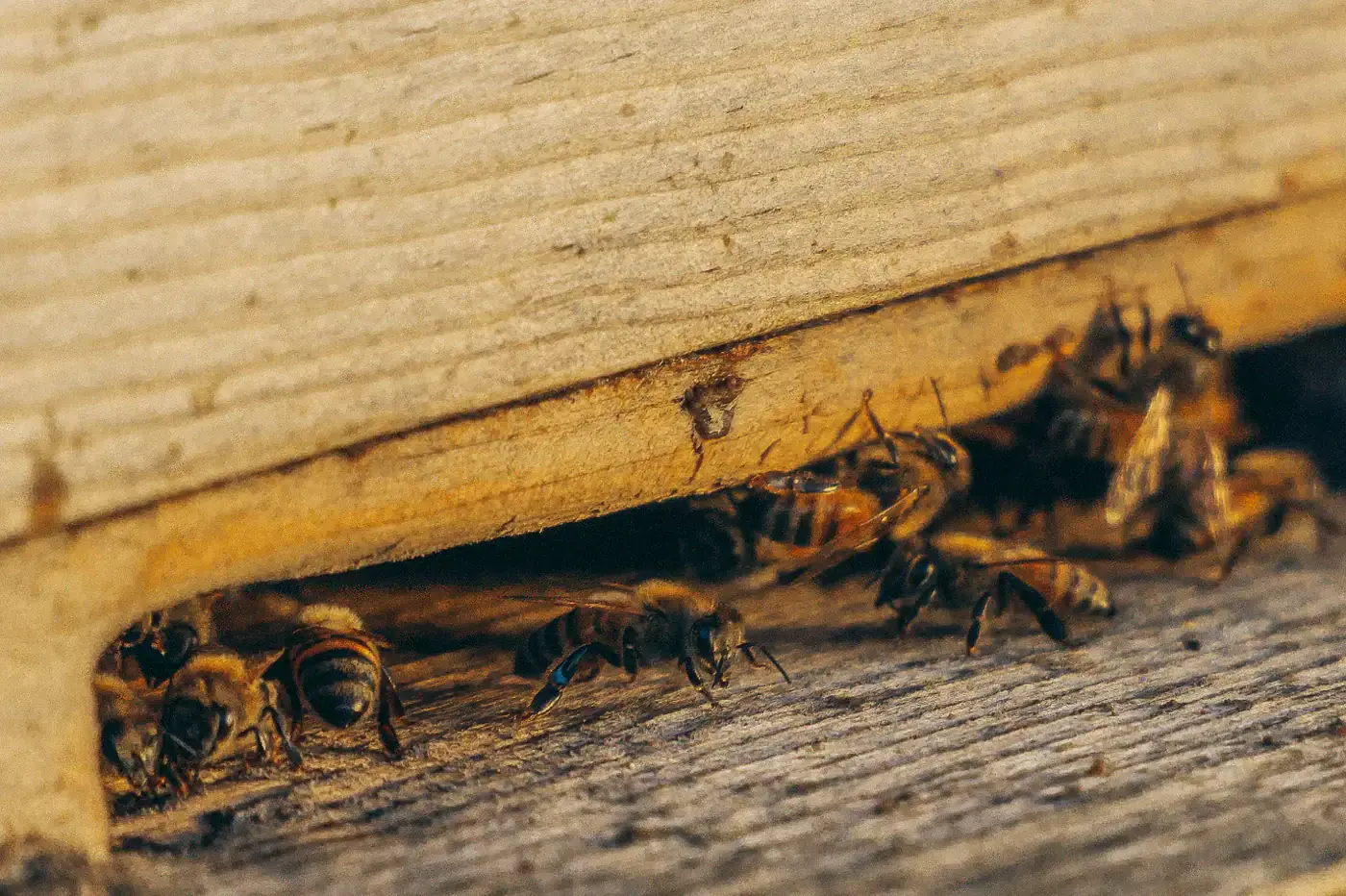 Bees gathered along a wooden structure