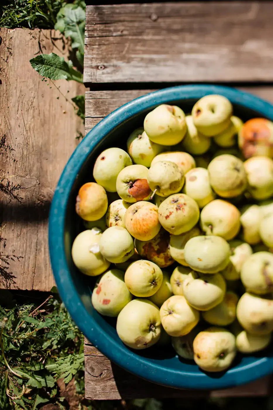 Bowl of apples illustrating food sources associated with fruit flies