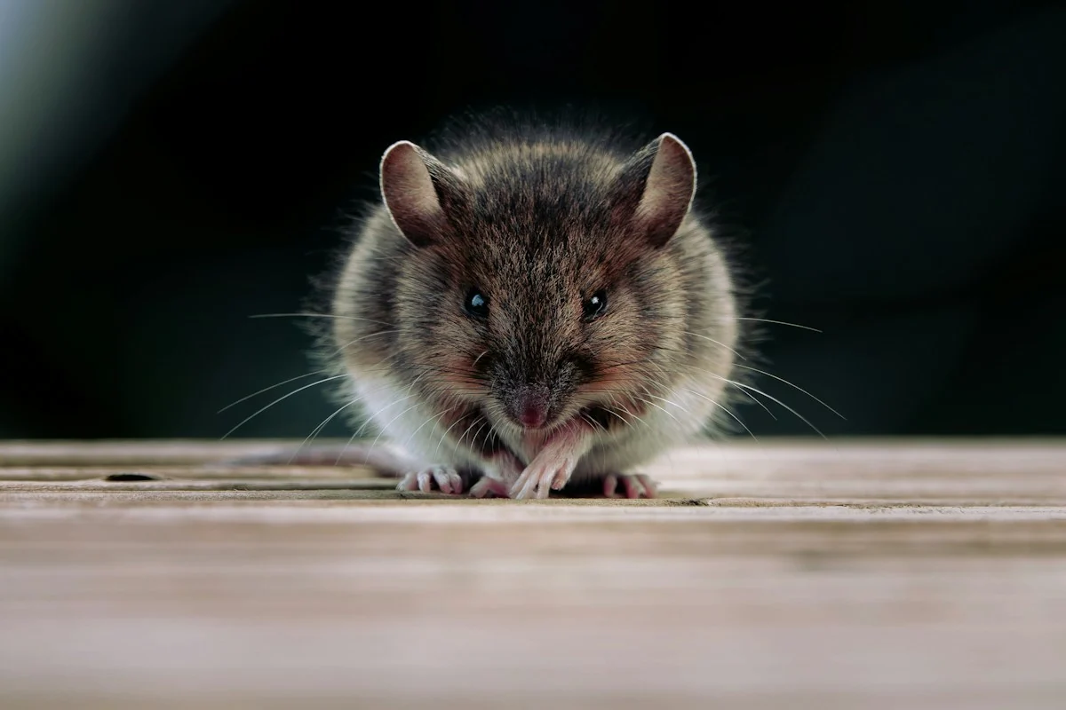 House mouse on a wooden surface