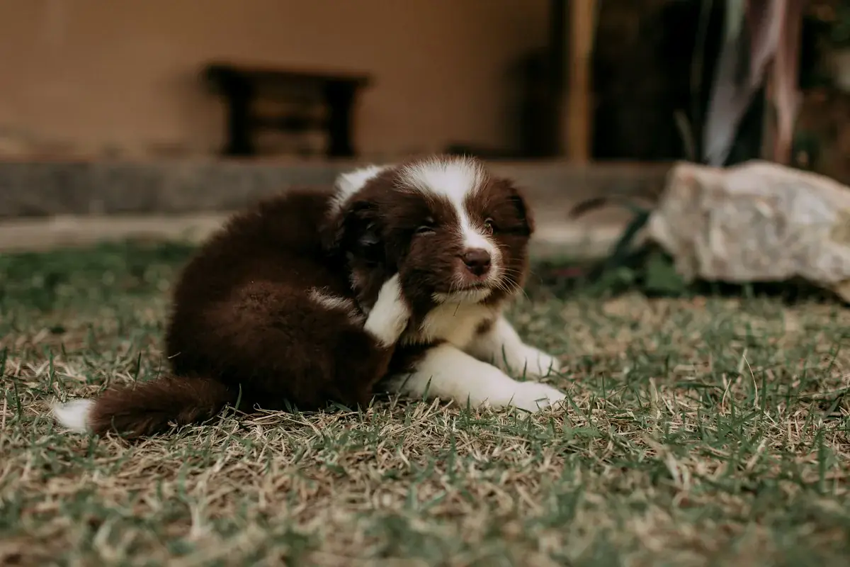 Puppy scratching its ear outdoors