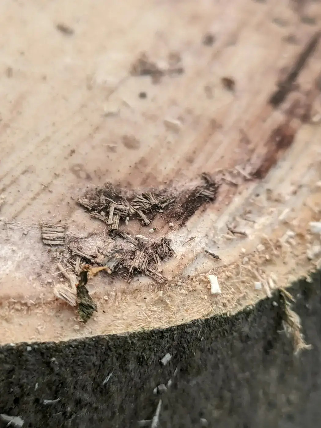 Damaged wood viewed close up