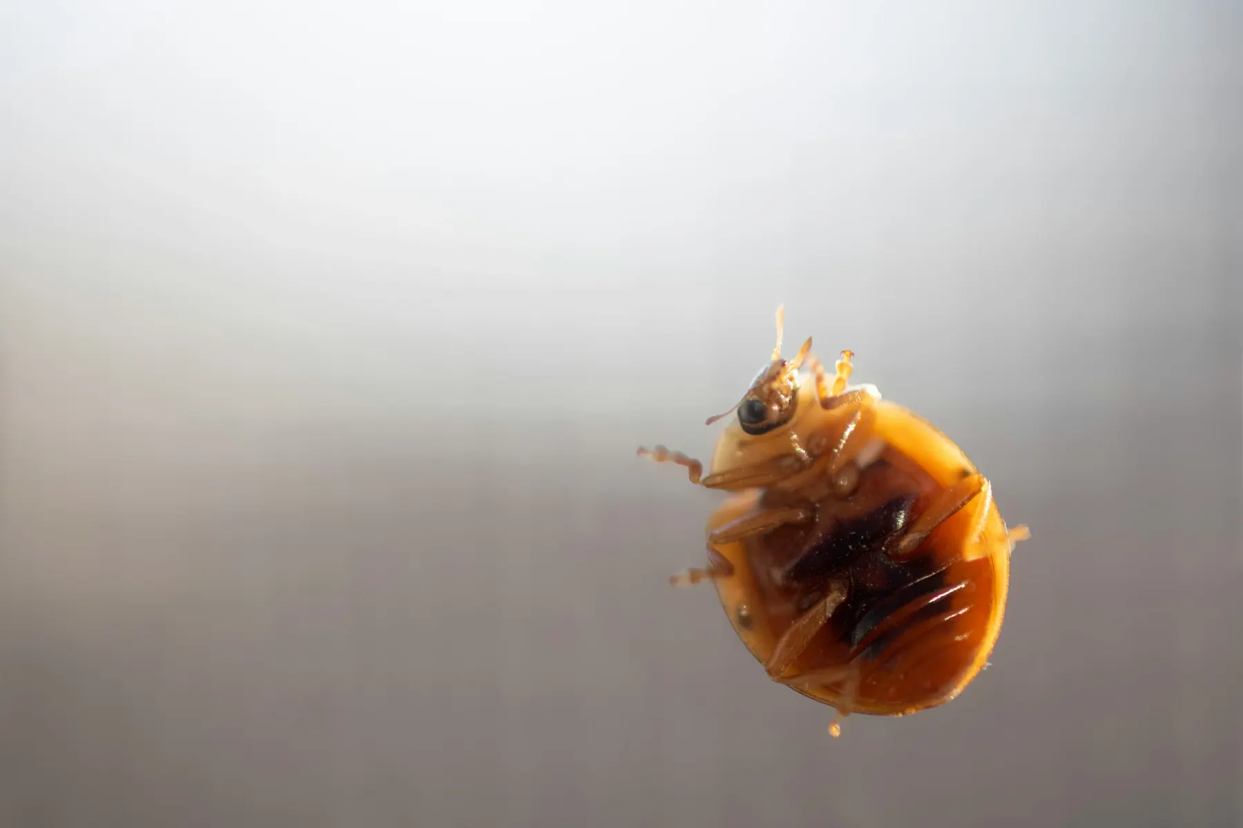 Close-up of a bed bug on a smooth surface