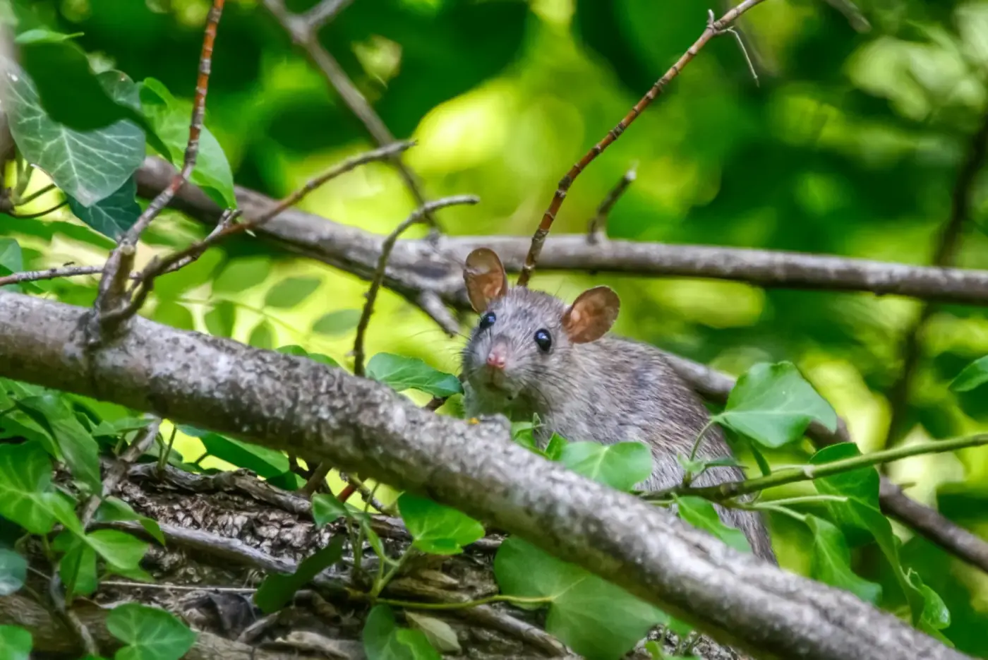 Rat on a piece of wood