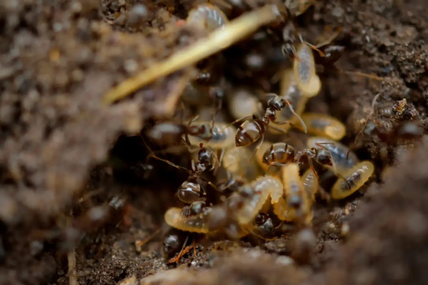 Close-up of ants and pale larvae in soil, an illustrative photo for termite and wood-destroying insect inspections