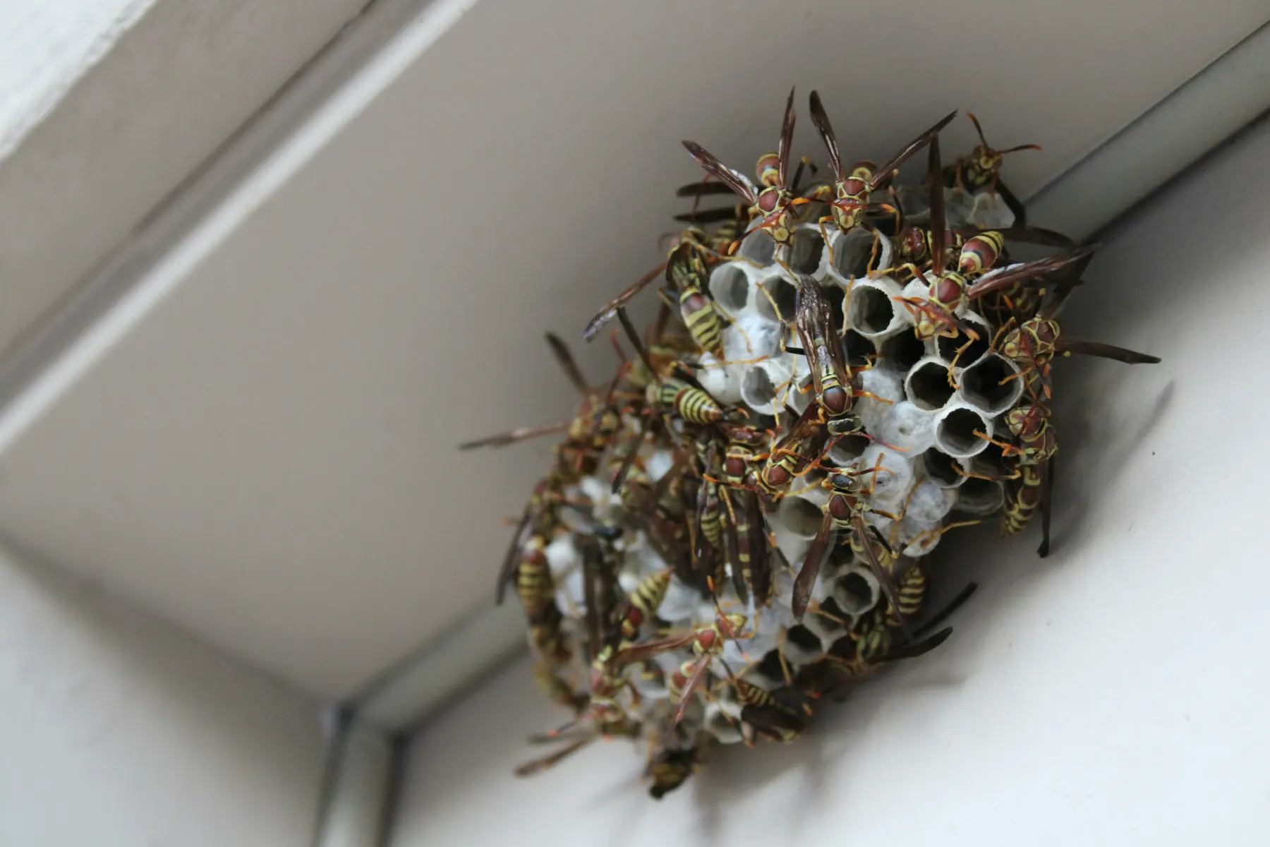 Wasps and bees on a wooden surface